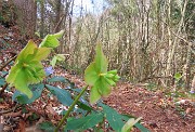 12 Sul sent. 506C per Ca' Boffelli Helleborus niger (Ellebori) in fruttescenza